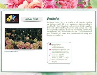 LUISIANA FARMS

Description
Luisiana Farms SA, is a producer of superior quality
carnations, with 20 years experince serving clients
worldwide. Its innovative and commited team applies
the best administrative, financial and human resource
managment practices, therefore promoting community
develpoment and environmental care. Our achievements
and diligence to attain the production efficiency and
business excellence

Carnations & Dianthus

Ximena Perilla
Andrés Mejía
Juan Camilo Rojas
ximena@luisianafarms.com
sales@luisianafarms.com
sales1@luisianafarms.com
(+57) 315 397 7976
(+57) 318 735 2159
Russia: (+1) 786 477 7977
www.luisianafarms.com
Bogota

 