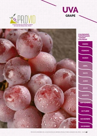 41
CALENDARIO
EXPORTADOR
/ EXPORT
CALENDAR
UVA
GRAPE
PROVID ES MIEMBRO DE LA ASOCIACIÓN DE GREMIOS PRODUCTORES AGRARIOS DEL PERÚ - AGAP 41
 