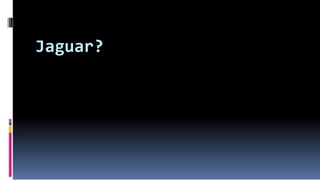 Jaguar?
 