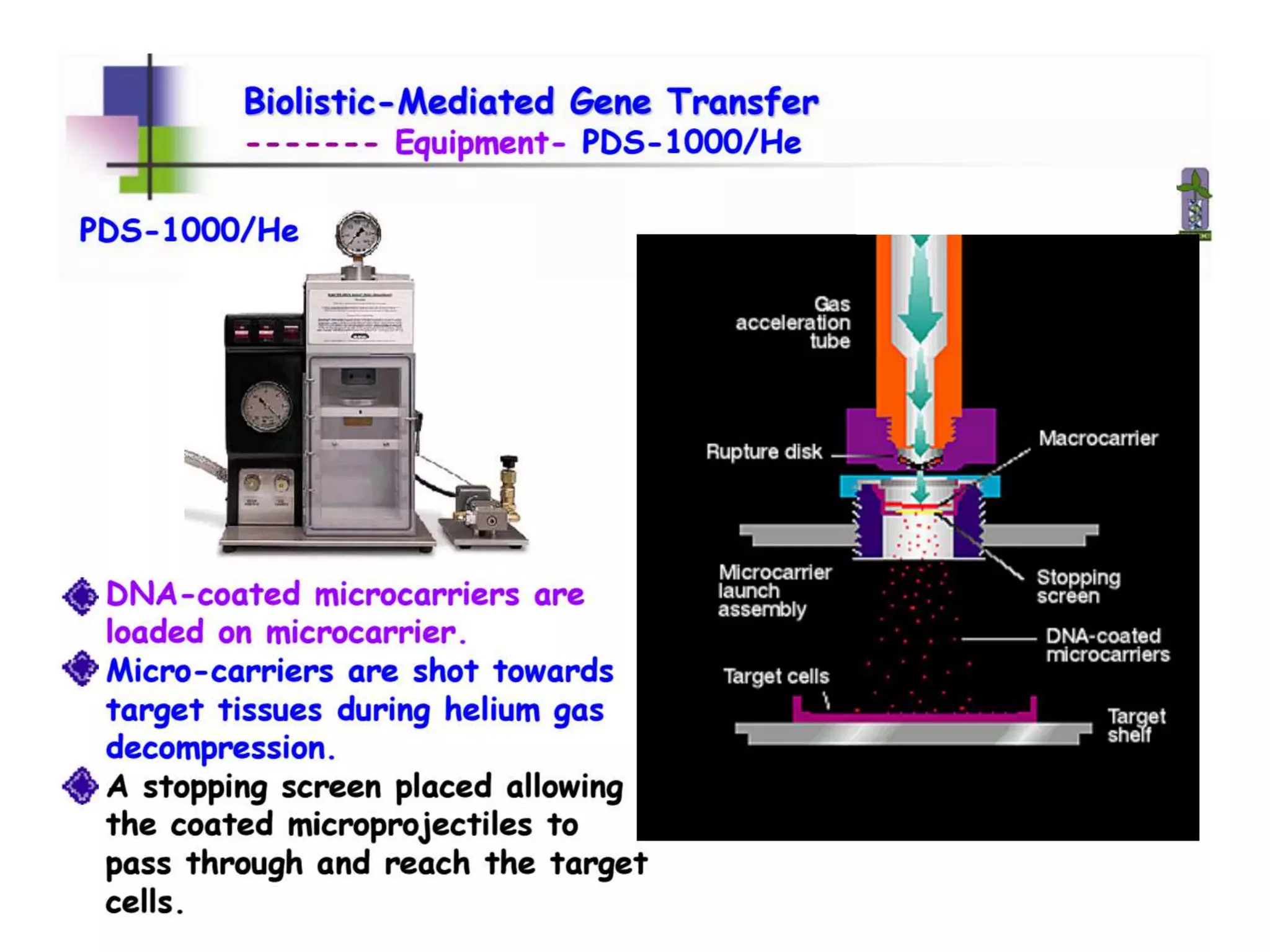 Direct transformation in plants | PPT