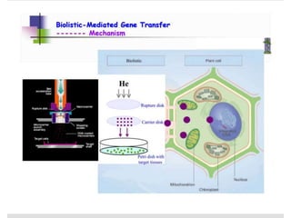 Direct transformation in plants | PPT
