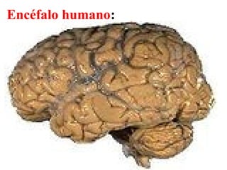 Encéfalo humano:
 