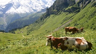 Frequentemente ouvimos a aﬁrmação: o homem tem um direito natural à terra. Mas isso é absurdo,
uma vez que isso seria tão correto quanto aﬁrmar que o homem tem direito aos seus membros. Se
falamos de direitos nesse sentido, devemos também dizer que um pinheiro tem o direito de enﬁar suas
raízes na terra. Pode o homem passar sua vida num balão? A terra pertence ao homem e é uma parte
orgânica sua. Não podemos conceber o homem sem a terra tanto quanto sem a cabeça ou o estômago.
A terra é tanto parte do homem, um órgão, quanto a sua cabeça. Onde começam e onde terminam os
órgãos digestivos do homem? Eles não têm começo nem ﬁm, mas formam um sistema fechado (…) As
substâncias de que o homem precisa para manter a vida são indigeríveis em seu estado cru e precisam
passar por um processo digestivo preparatório. E esse trabalho preparatório não é feito pela boca, mas
pela planta. É a planta que coleta e transmuta as substâncias para que elas possam virar nutrientes em
seu conseguinte progresso no canal digestivo. As plantas e o espaço que elas ocupam são tanto parte
do homem como a sua boca, seus dentes ou o seu estômago.!
!
Como, então, podemos sofrer o conﬁsco de partes da terra por homens em especíﬁco para si próprios,
como suas propriedades exclusivas, para erigirem barreiras com a ajuda de cães de guarda e escravos
treinados para nos manter distantes dessas partes da terra, de partes de nós mesmos — para rasgar,
como se assim fossem, membros inteiros de nossos corpos? Não seria um procedimento desses
equivalente à automutilação?
Johann Silvio Gesell
 