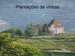 Plantações de vinhas 