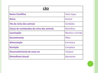CÃO Nome Científico Canis lupus Reino Animal Filo do reino dos animais Cordados Classe de vertebrados do reino dos animais Mamífero Locomoção Marcha e corrida Revestimento Pêlos Alimentação Carnívoro Dentição Completa Desenvolvimento do novo ser Vivíparo Dimorfismo Sexual Apresenta 
