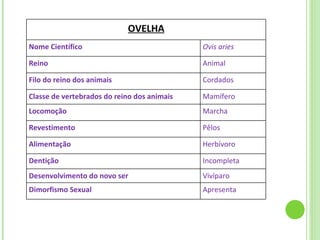OVELHA Nome Científico Ovis aries Reino Animal Filo do reino dos animais Cordados Classe de vertebrados do reino dos animais Mamífero Locomoção Marcha Revestimento Pêlos Alimentação Herbívoro Dentição Incompleta Desenvolvimento do novo ser Vivíparo Dimorfismo Sexual Apresenta 