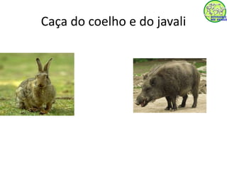 Caça do coelho e do javali 
 