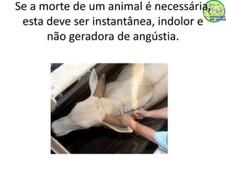 Se a morte de um animal é necessária, 
esta deve ser instantânea, indolor e 
não geradora de angústia. 
 