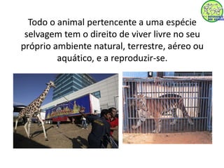 Todo o animal pertencente a uma espécie 
selvagem tem o direito de viver livre no seu 
próprio ambiente natural, terrestre, aéreo ou 
aquático, e a reproduzir-se. 
 