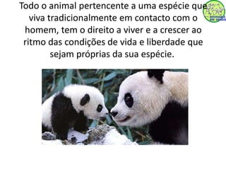 Todo o animal pertencente a uma espécie que 
viva tradicionalmente em contacto com o 
homem, tem o direito a viver e a crescer ao 
ritmo das condições de vida e liberdade que 
sejam próprias da sua espécie. 
 