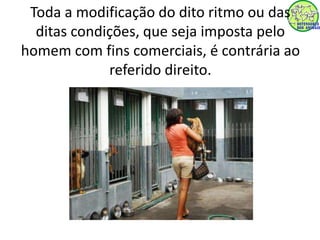 Toda a modificação do dito ritmo ou das 
ditas condições, que seja imposta pelo 
homem com fins comerciais, é contrária ao 
referido direito. 
 