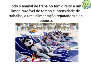 Todo o animal de trabalho tem direito a um 
limite razoável de tempo e intensidade de 
trabalho, a uma alimentação reparadora e ao 
repouso. 
 