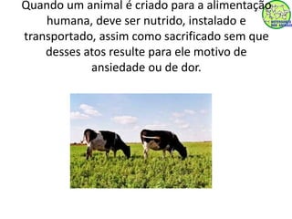 Quando um animal é criado para a alimentação 
humana, deve ser nutrido, instalado e 
transportado, assim como sacrificado sem que 
desses atos resulte para ele motivo de 
ansiedade ou de dor. 
 