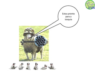 Estou pronto 
para a 
tosquia 
 
