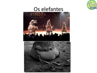 Os elefantes 
 
