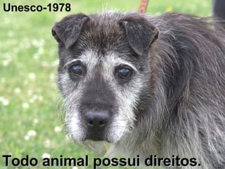 Todo animal possui direitos. Unesco-1978 