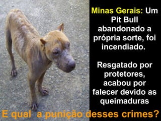 Minas Gerais:   Um Pit Bull abandonado a própria sorte, foi incendiado.  Resgatado por protetores, acabou por falecer devido as queimaduras E qual  a punição desses crimes? 