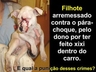 Filhote  arremessado contra o pára-choque, pelo dono por ter feito xixi dentro do carro. E qual a puni ção   desses crimes? 