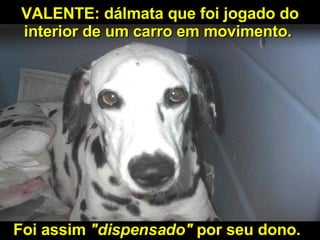 VALENTE: dálmata que foi jogado do interior de um carro em movimento.   Foi assim  "dispensado"  por seu dono.   