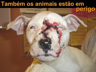 Também os animais estão em perigo 
