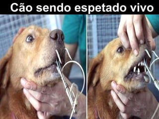Cão sendo espetado vivo 
