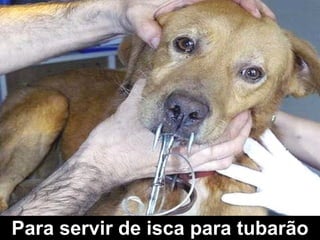 Para servir de isca para tubarão 