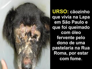 URSO:   cãozinho que vivia na Lapa em São Paulo e que foi queimado com óleo fervente pelo dono de uma pastelaria na Rua Roma, por estar com fome . 