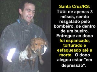 Santa Cruz/RS: Tobi  de apenas 3 mêses, sendo resgatado pelo bombeiro, de dentro de um bueiro. Entregue ao dono  foi espancado, torturado e esfaqueado até a morte.   O dono alegou estar "em depressão".   