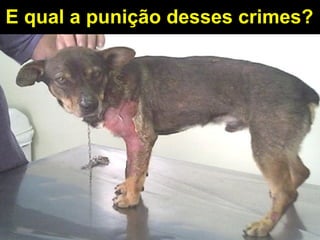 E qual a punição desses crimes? 