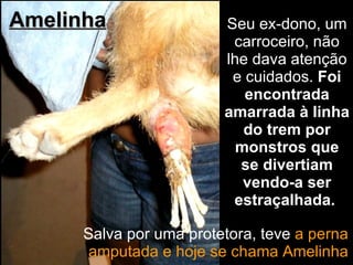 Seu ex-dono, um carroceiro, não lhe dava atenção e cuidados.  Foi encontrada amarrada à linha do trem por monstros que se divertiam vendo-a ser estraçalhada.   Amelinha Salva por uma protetora,  t eve  a perna amputada e hoje se chama Amelinha 