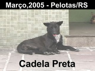 Março,2005 - Pelotas/RS   Cadela Preta 