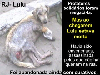 Protetores solidários foram resgatá-la. Foi abandonada ainda  com curativos. RJ- Lulu Havia sido envenenada, assassinada pelos que não há queriam na rua. Mas ao chegarem Lulu estava morta 