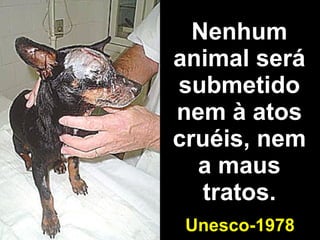 Nenhum animal será submetido nem à atos cruéis, nem a maus tratos. Unesco-1978 