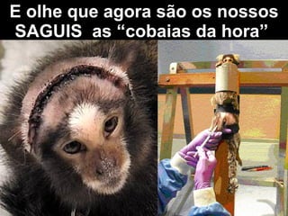 E olhe que agora são os nossos SAGUIS  as “cobaias da hora”   