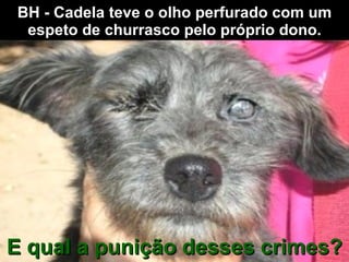 BH - Cadela teve o olho perfurado com um espeto de churrasco pelo próprio dono. E qual a punição desses crimes? 