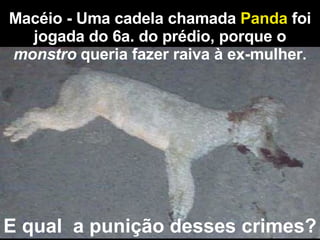 Macéio - Uma cadela chamada  Panda  foi jogada do 6a. do prédio, porque o  monstro  queria fazer raiva à ex-mulher . E qual  a punição desses crimes? 