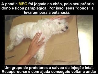 A poodle  MEG  foi jogada ao chão, pelo seu próprio dono e ficou paraplégica. Por isso,  seus "donos" a levaram para a eutanásia.   Um grupo de protetoras a salvou da  injeção letal. Recuperou-se e com ajuda conseguiu voltar a andar 