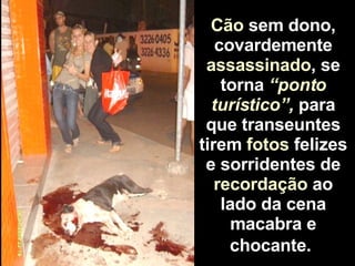 Cão  sem dono, covardemente  assassinado , se torna  “ponto turístico”,  para que transeuntes tirem  fotos  felizes e sorridentes de  recordação  ao lado da cena macabra e chocante.   