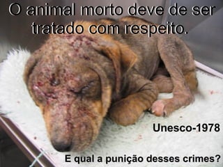 O animal morto deve de ser tratado com respeito.   Unesco-1978 E qual a punição desses crimes? O animal morto deve de ser tratado com respeito.   