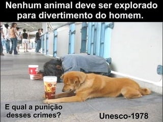 Nenhum animal deve ser explorado para divertimento do homem.   Unesco-1978 E qual a punição desses crimes? 