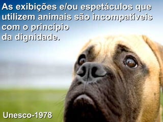 As exibições e/ou   espetáculos que utilizem animais são incompatíveis com o princípio  da dignidade. Unesco-1978 