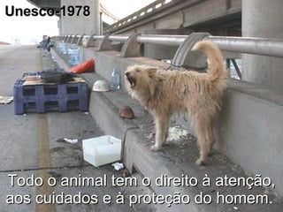 Todo o animal tem o direito à atenção, aos cuidados e à proteção do homem .  Unesco-1978 