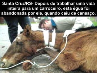Santa Cruz/RS- Depois de trabalhar uma vida inteira para um carroceiro, esta égua foi abandonada por ele, quando caiu de cansaço. 