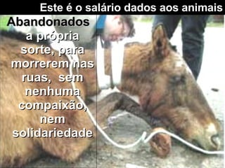 Este é o salário dados aos animais Abandonados  a própria sorte, para morrerem nas ruas,  sem nenhuma compaixão, nem solidariedade 