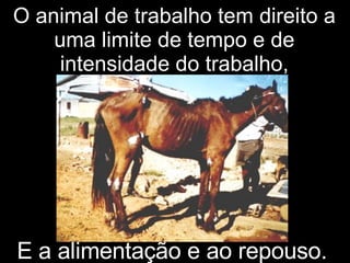 O animal de trabalho tem direito a uma limite de tempo e  de intensidade do trabalho, E a alimentação e ao repouso.   