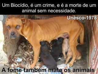 Um Biocídio, é um crime, e é a morte de um animal sem necessidade. Unesco-1978 A fome também mata os animais . 