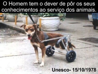 O Homem tem o dever de pôr os seus conhecimentos ao serviço dos animais .  Unesco- 15/10/1978 