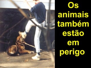 Os animais também estão em perigo  