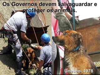 Os Governos devem salvaguardar e proteger os animais. Unesco- 1978 Os Governos devem salvaguardar e proteger os animais. 