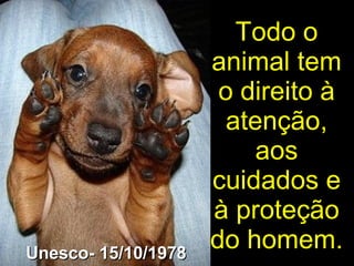 Todo o animal tem o direito à atenção, aos cuidados e à proteção do homem. Unesco- 15/10/1978 